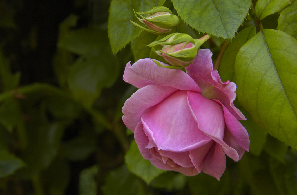 Rose, Old Westbury Gardens, Old Westbury, New York Flickr