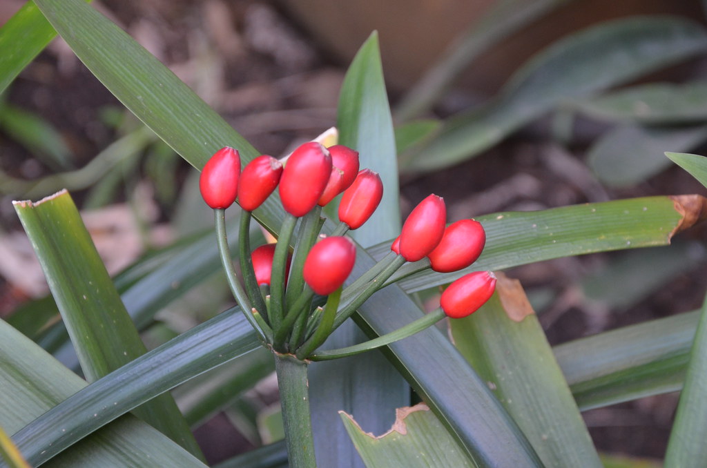 Johannesburg Flower belgm3 Flickr
