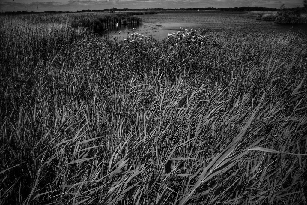 Reedbeds of . . . . . . Hickling Broad NWT Nature Reserve… Flickr