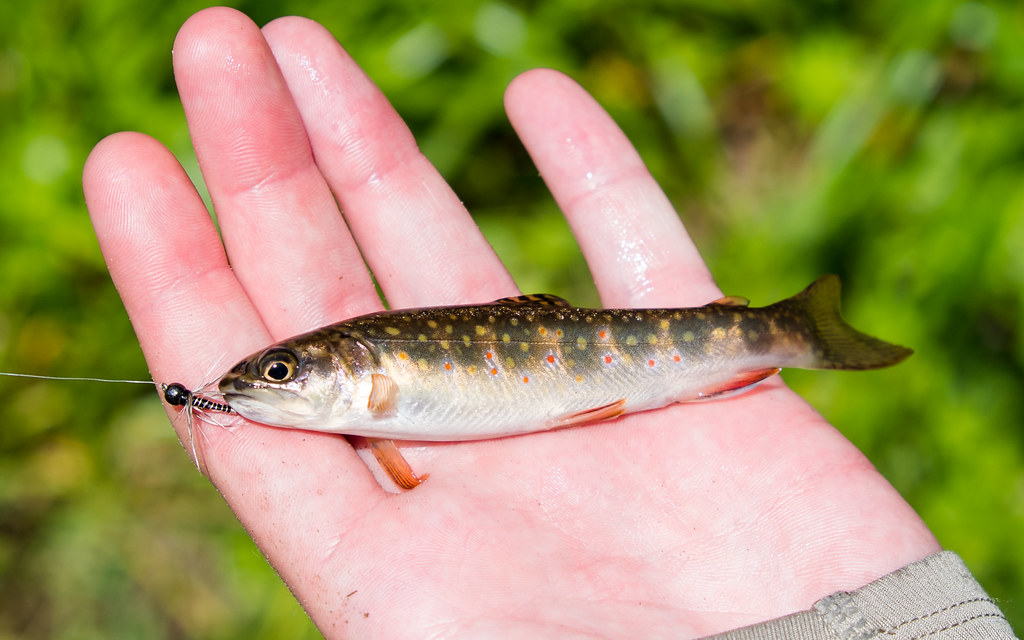 Beautiful Wild Az Brook Trout Bam Boozelled Flickr