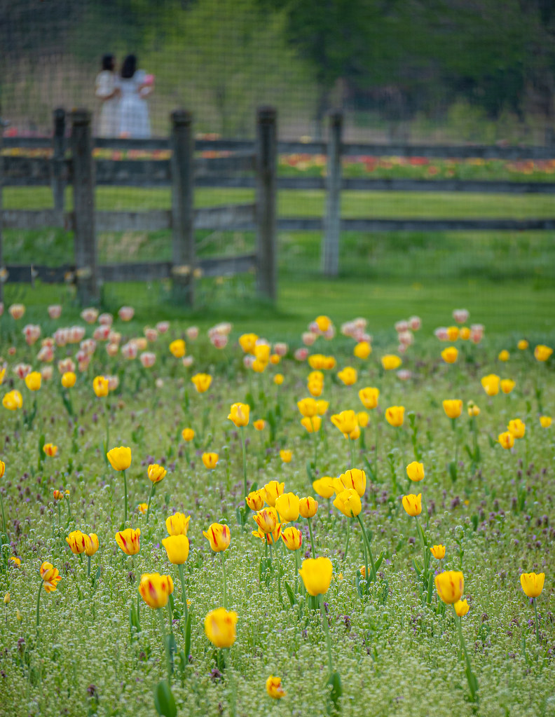 Tulips With Posing Couple Tim Epperly Flickr