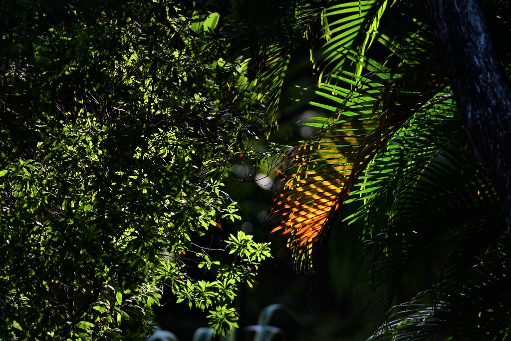 DSC_2861 John Yoder Flickr