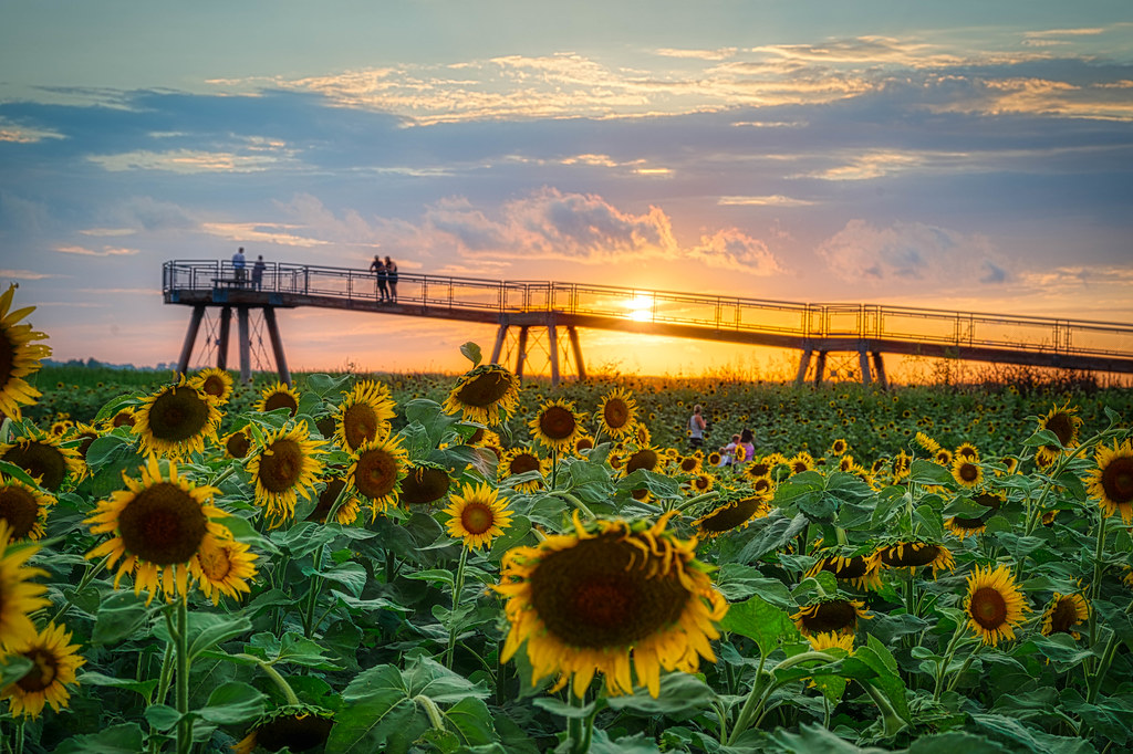Sunflowers Columbia Bottoms Nature Preserve St. Louis, MO Ted