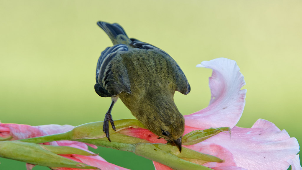 Gold Finch eating my Gladiolus 2 Patrick Bigelow Flickr