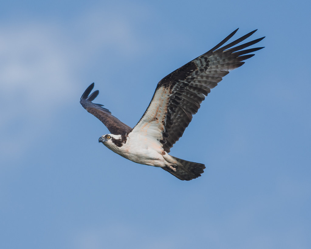 Osprey, Hebron Fish Hatchery Nikon D7200 + 300mm f4D afs … Flickr