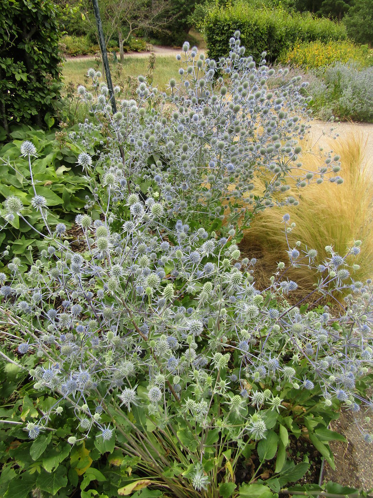 Eryngium x tripartitum A wonderful midsummer day at RHS Wi… Flickr