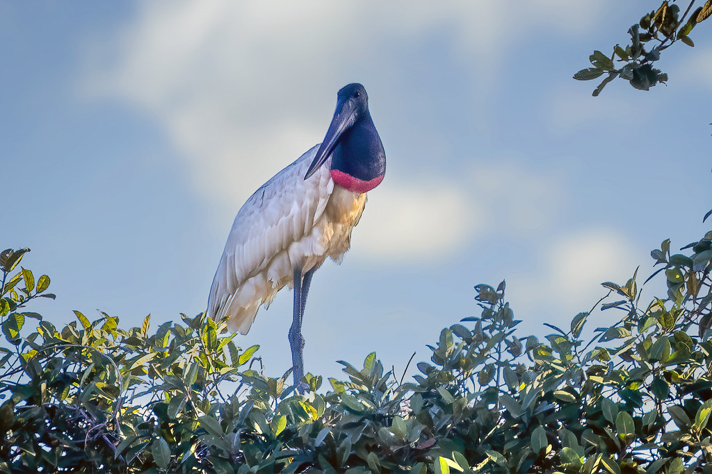 Jabiru Flickr
