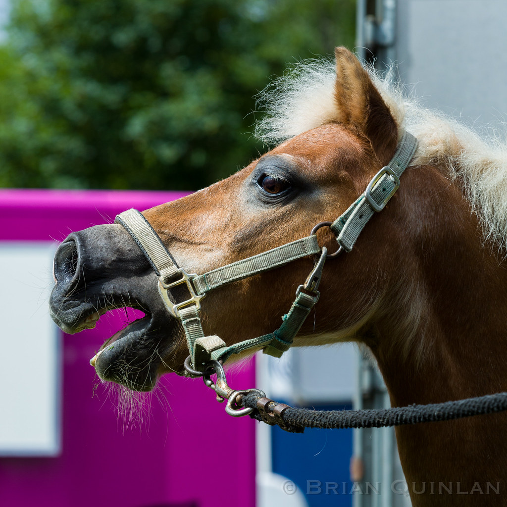 20220724BQ__7321.jpg Bomber_Bolton & District Riding Club… Flickr
