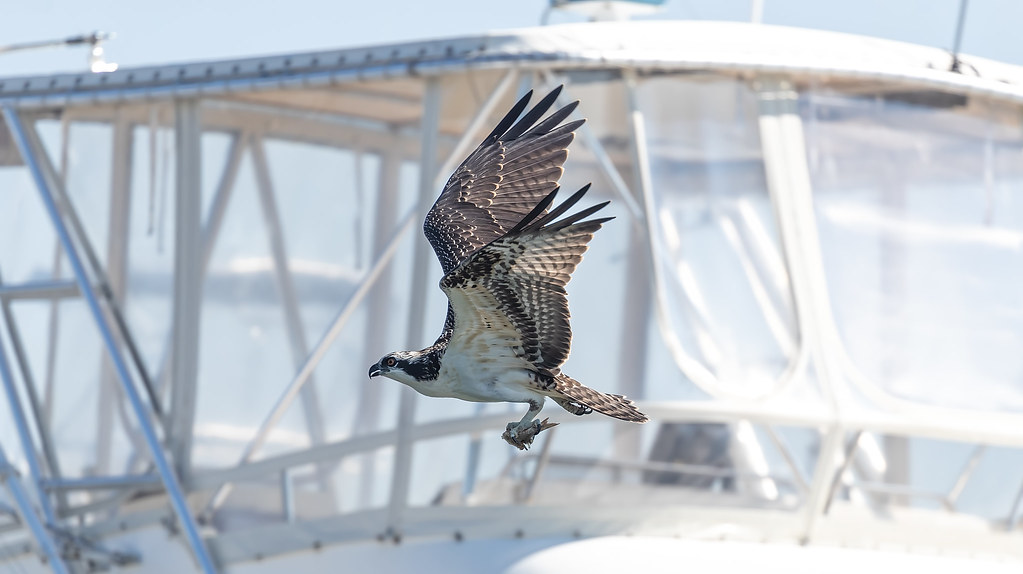 Juvenile Osprey Cape Cod, Massachusetts Darren Flickr