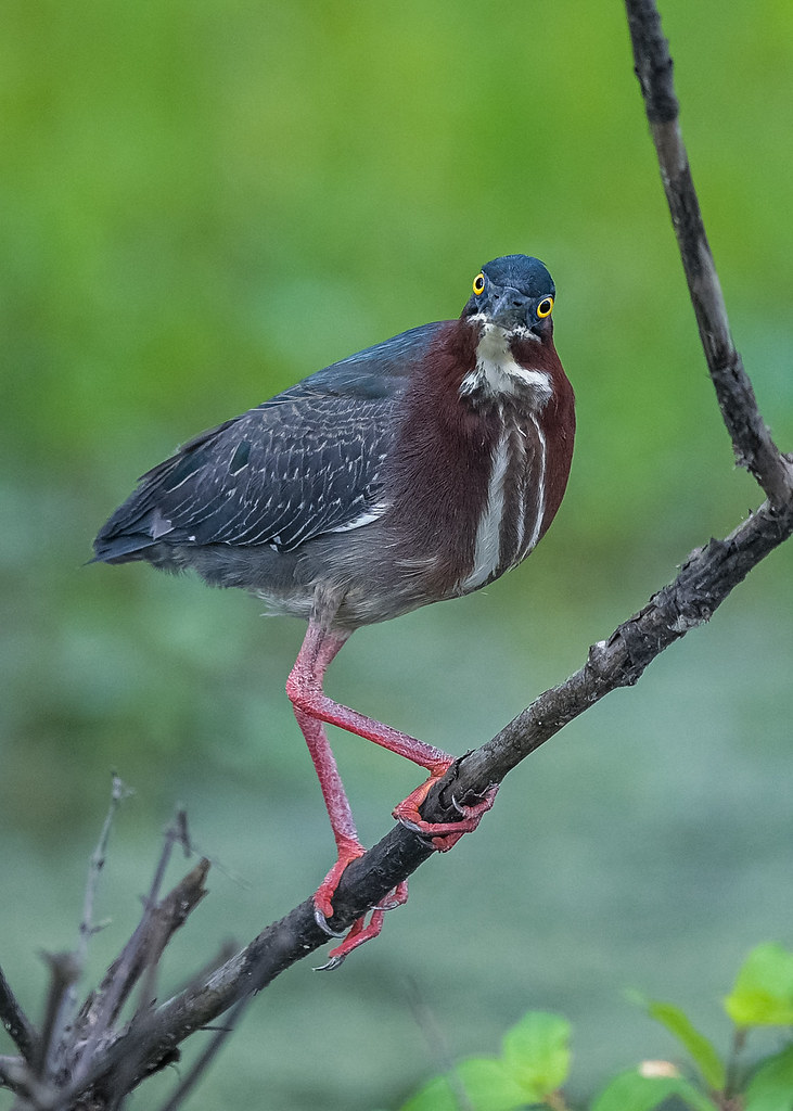 Louisiana Wildlife Photos Flickr