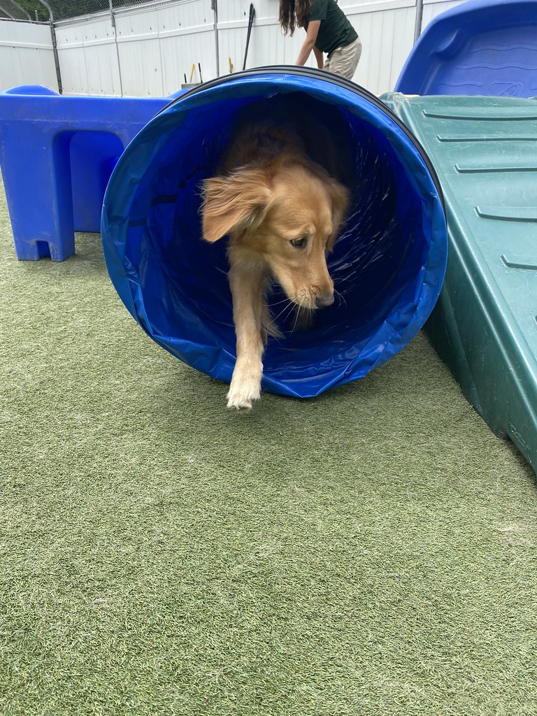 Untitled Holiday House Pet Resort and Training Center Flickr