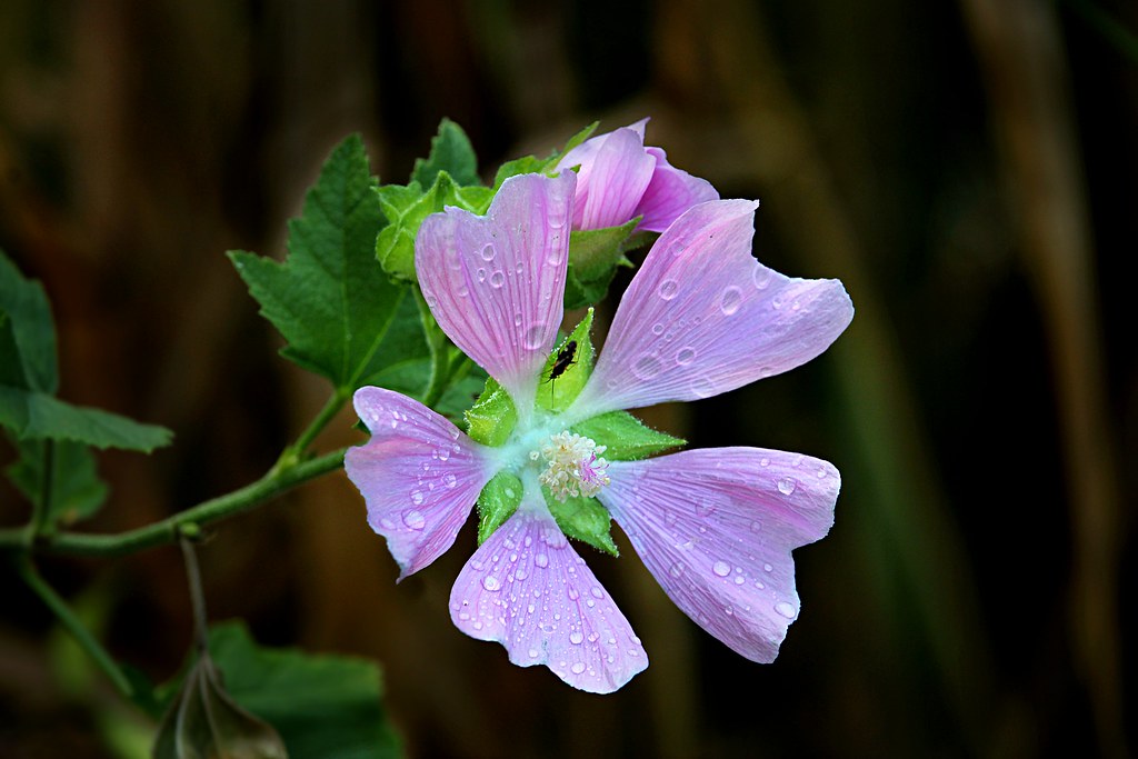 Midsummer Wildflower, Tyrian Purple Thankyou for viewing. … Flickr