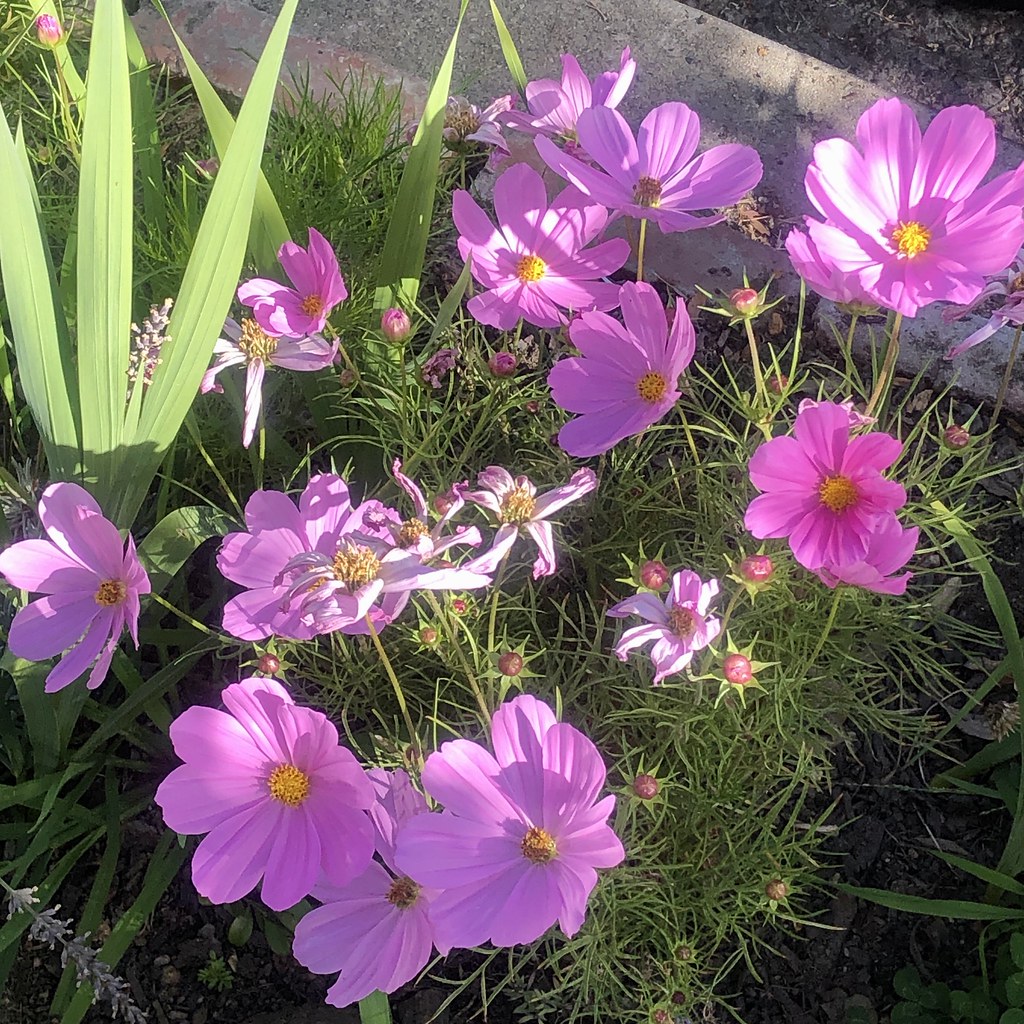 Cosmos for Summer Late July. melystu Flickr