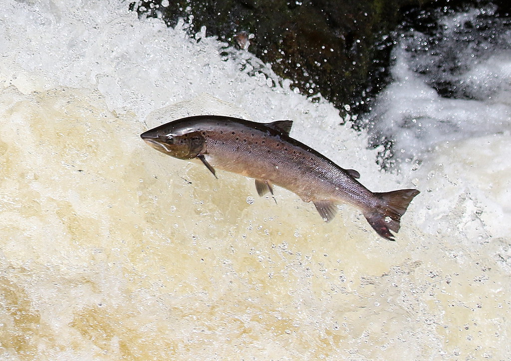 Leaping Salmon Falls of Shin Atlantic Salmon leaping Fal… Flickr