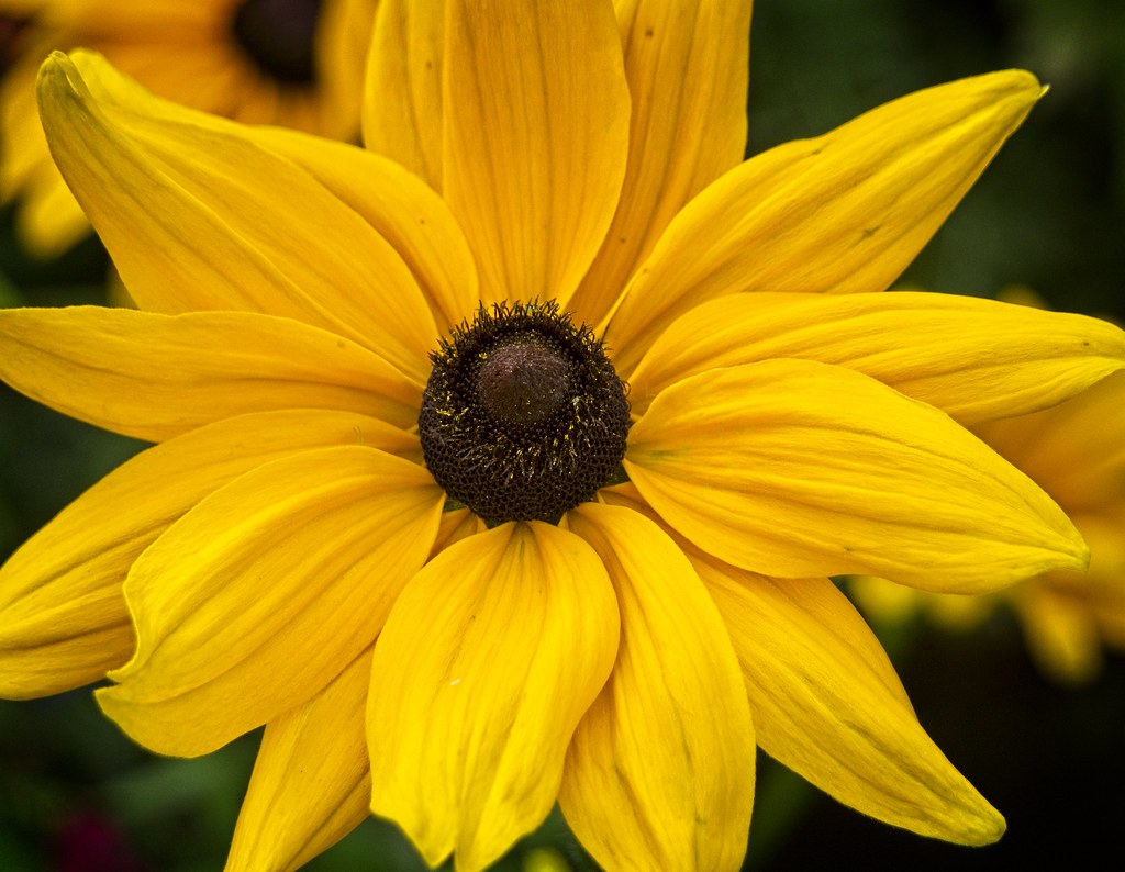 DWP07262022DSC02604 sunflowers Reader Rock Garden Calgary … Flickr