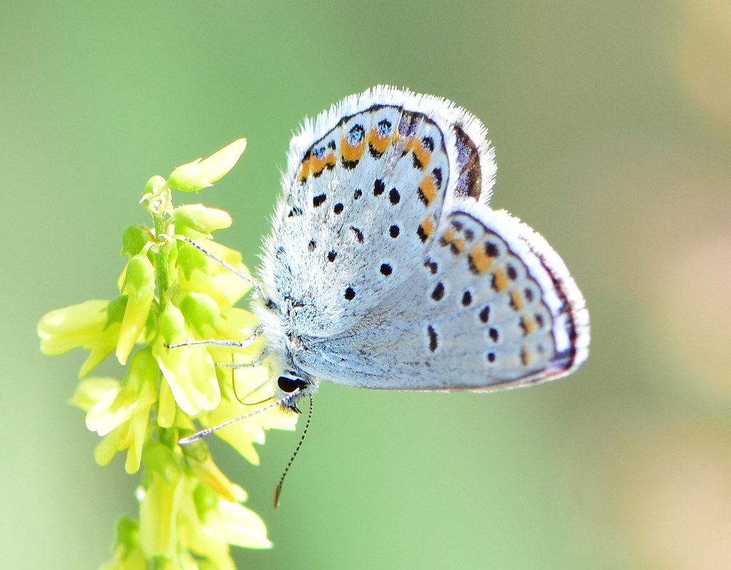 Melissa blue butterfly (Plebejus melissa at Seedskadee National Wildlife Refuge Wyoming a