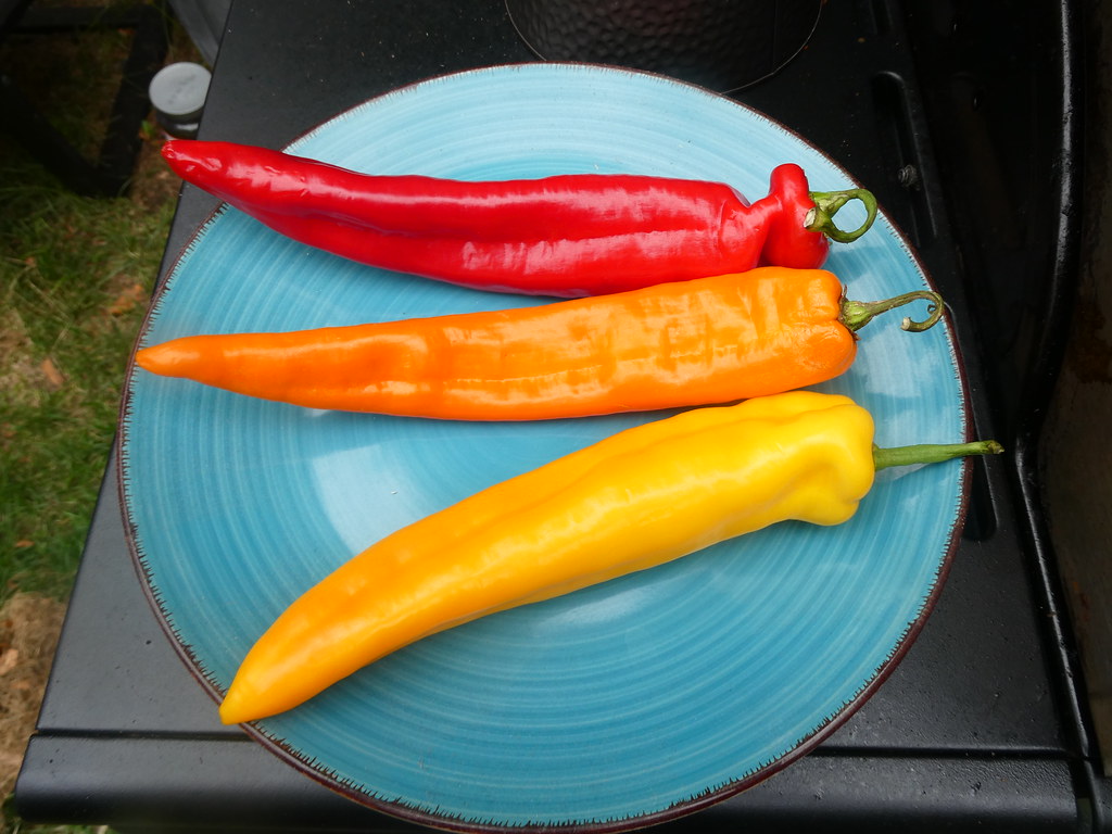 Colorful long hot peppers..... WARREN FIELDS Flickr