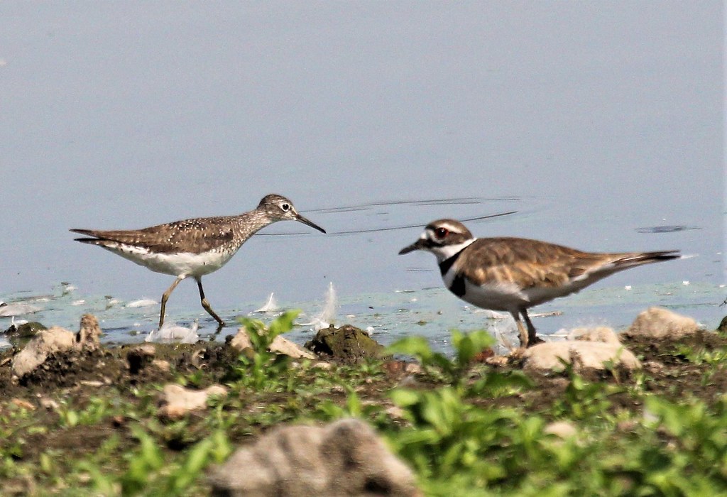 Solitary Sandpiper (L), Killdeer (R) Fernhill Wetlands, … Flickr