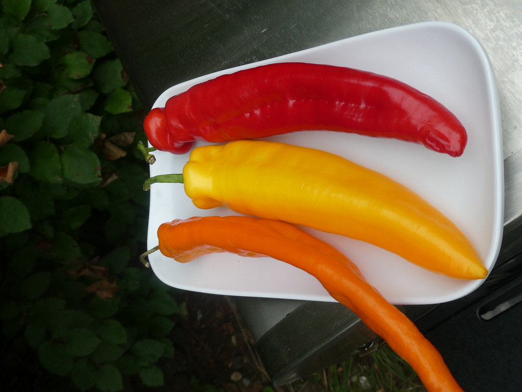 Colorful long hot peppers..... WARREN FIELDS Flickr