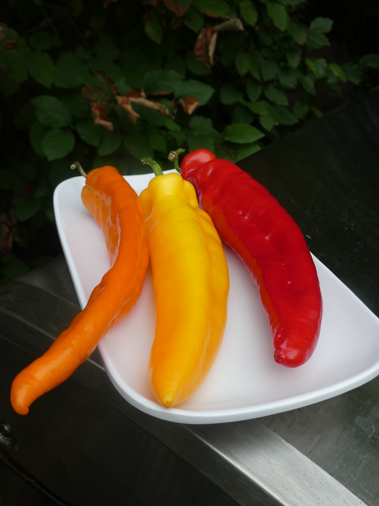 Colorful long hot peppers..... WARREN FIELDS Flickr