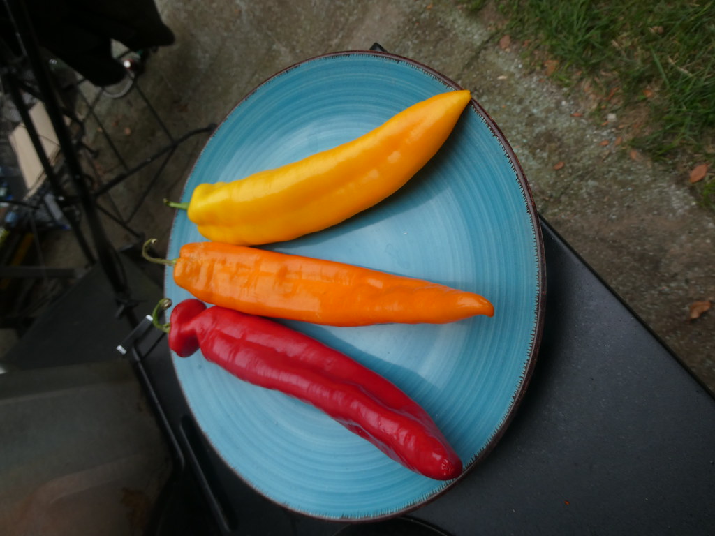 Colorful long hot peppers..... WARREN FIELDS Flickr