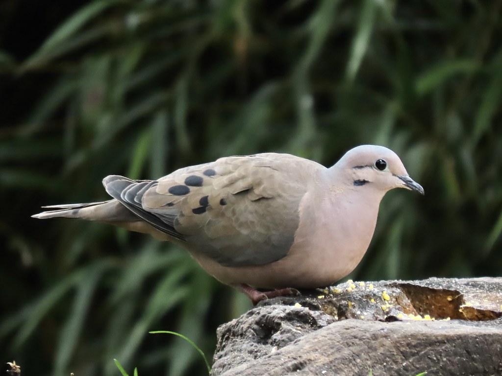 Eared Dove Hacienda El Bosque, Caldas, Columbia Gerry Hawkins Flickr