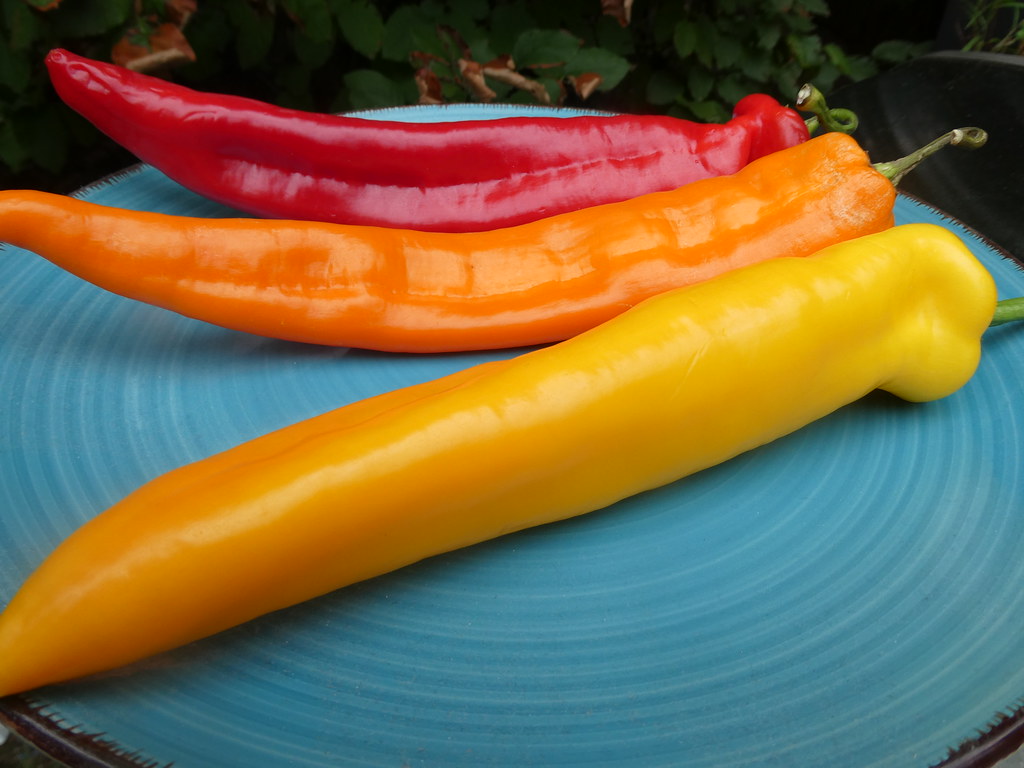 Colorful long hot peppers..... WARREN FIELDS Flickr