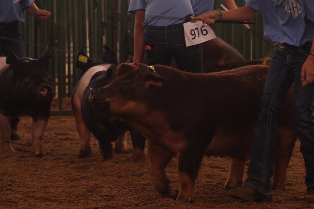 2022 4H Swine Judging Market Barrows Camera Corps Flickr