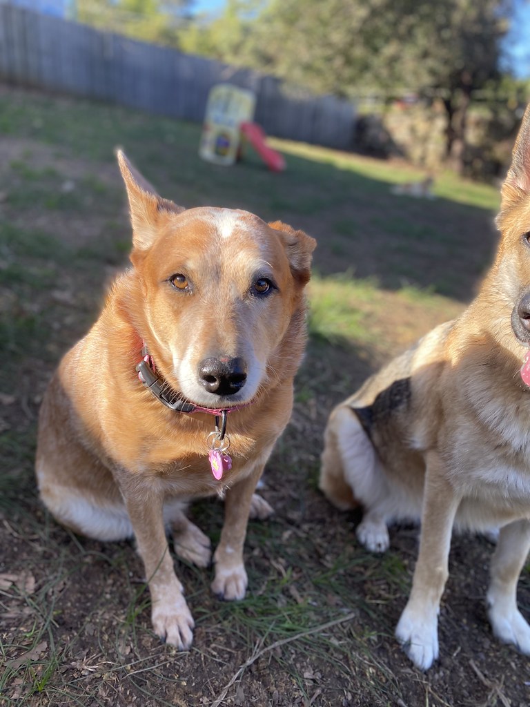 Untitled Terrigal Pet Resort Doggy Day Care Flickr