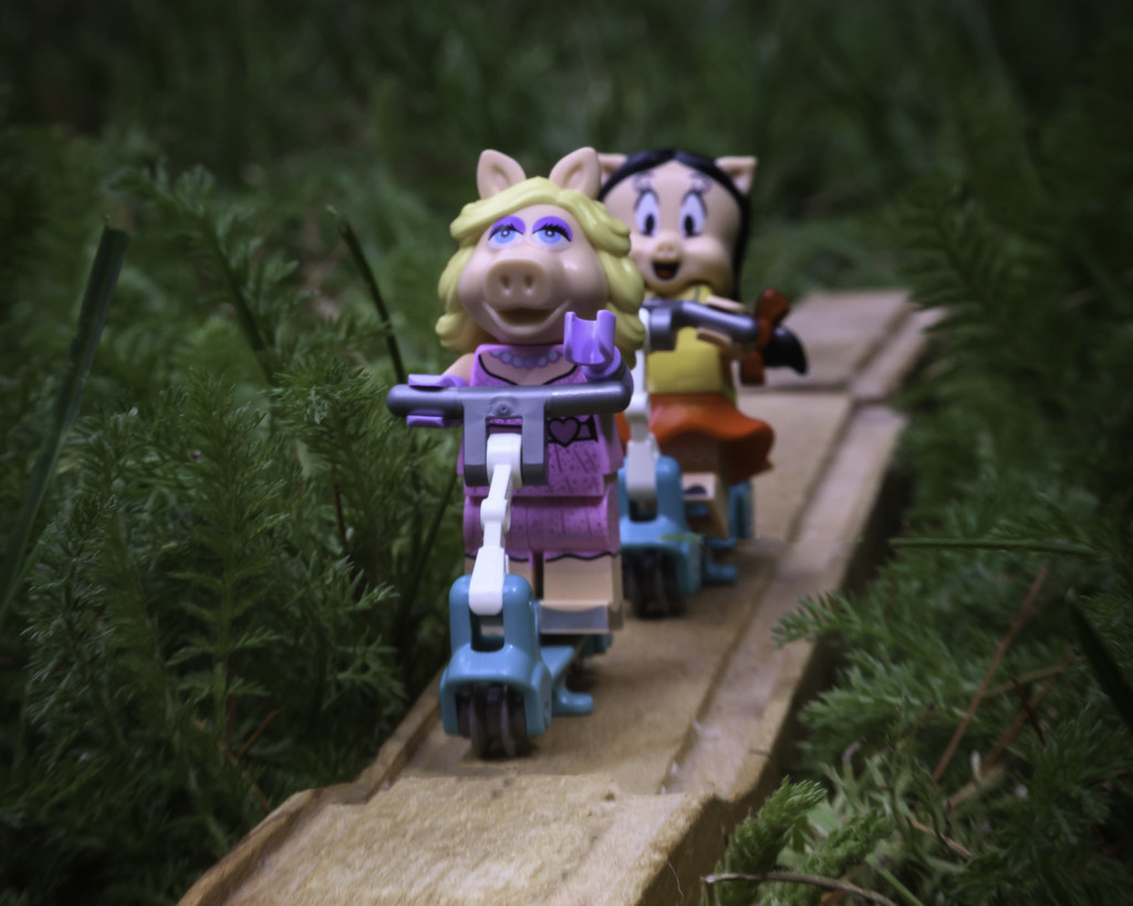 minipigs scooter Terry DeCorah Flickr