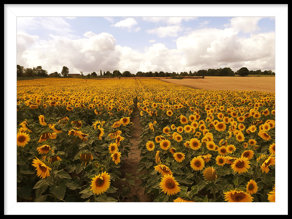 Sunflowers Sunflowers at Barlow, North East Derbyshire Little
