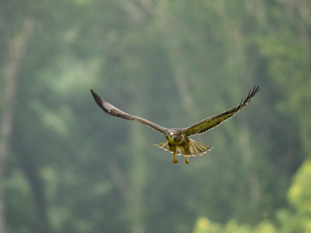 Buzzard near home. P7295562  Barry Edwards Flickr