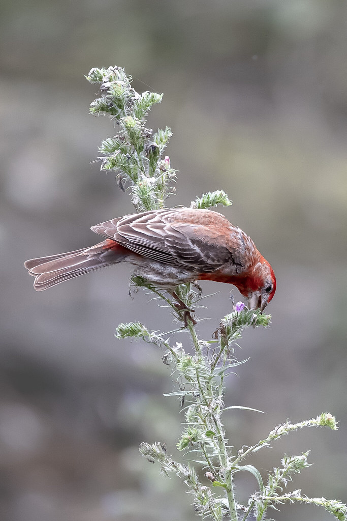 House Finch Feeding Tom Regan Flickr