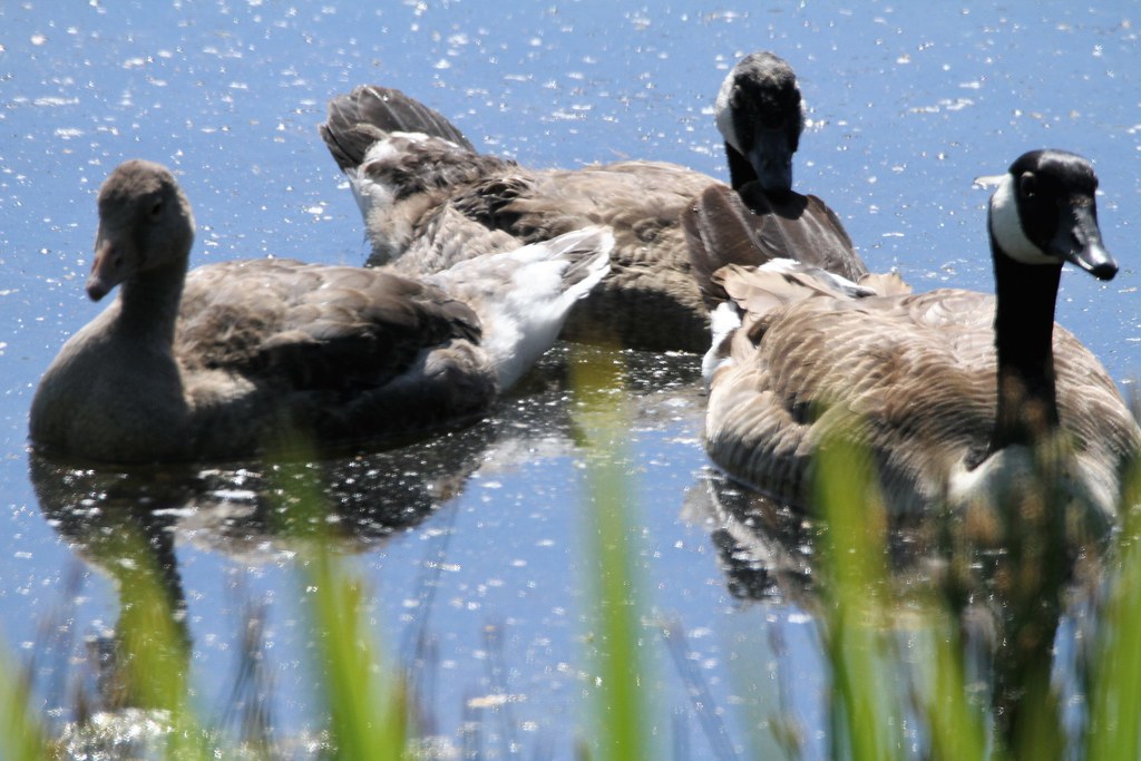 Canada Geese Kirkby Gravel Pits 8lueskies Flickr