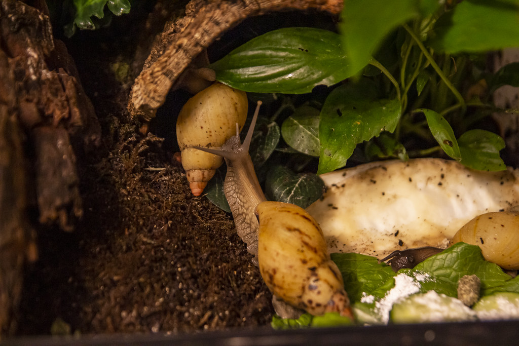 Lissachatina iredalei Zanzibar & Dairy cow ispods 202205