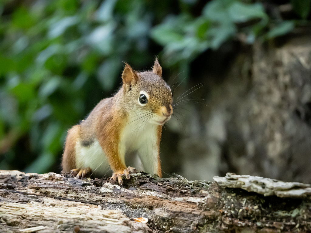 American Red Squirrel The Monon Trail at Broad Ripple Flickr