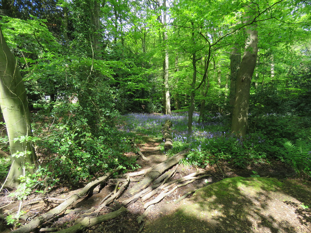 Cawston Wood, Warwickshire 7.5.2022 Steven Falk Flickr