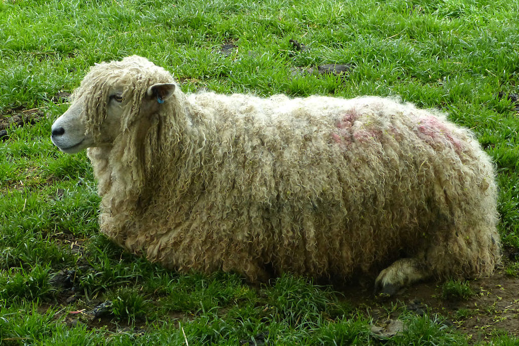 Cotswold Sheep P1550450mods Andrew Wright Flickr