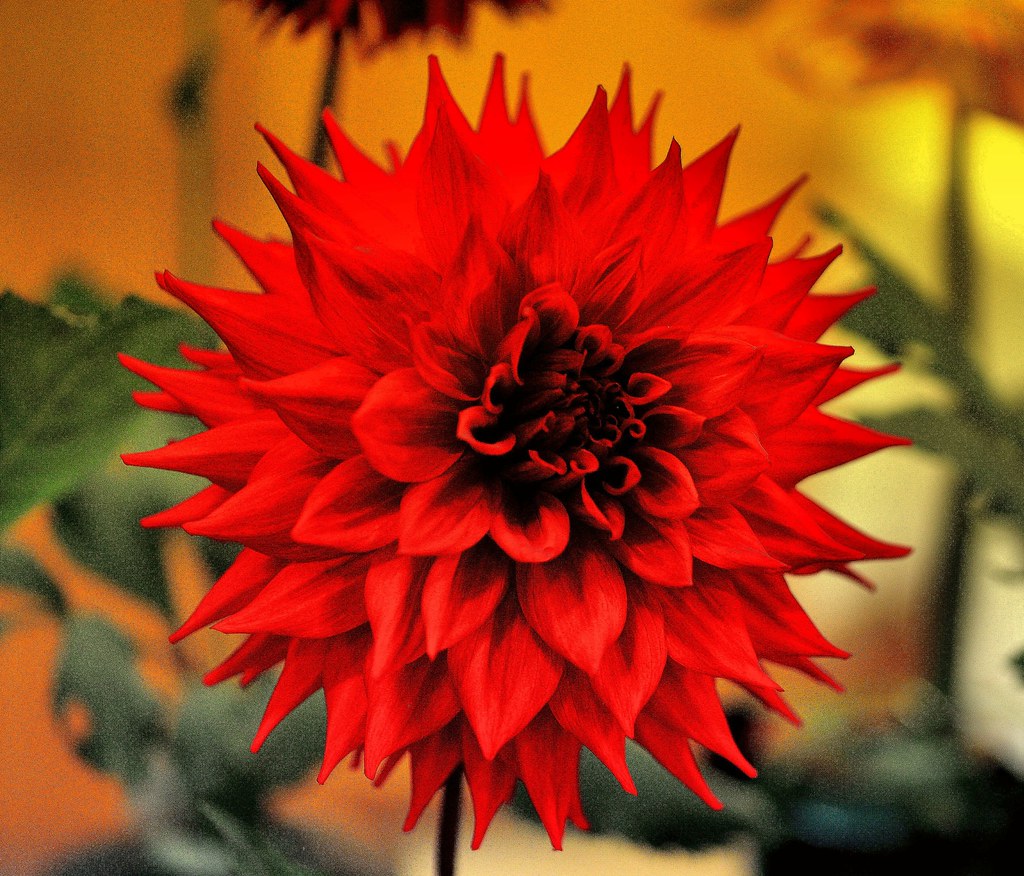 North Carolina Arboretum Dahlia Festival, September 20154… Flickr