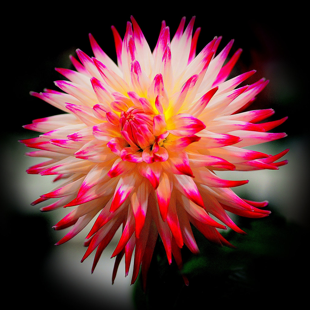 North Carolina Arboretum Dahlia Festival, September 20157… Flickr