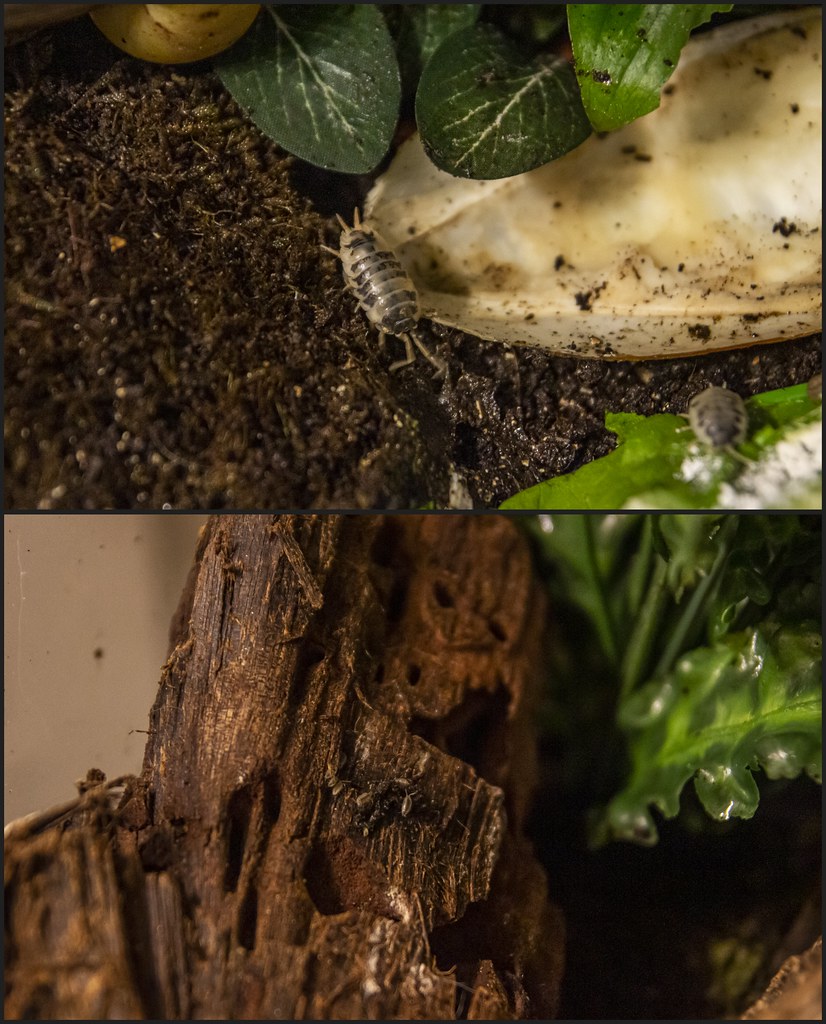 Lissachatina iredalei Zanzibar & Dairy cow ispods 202205