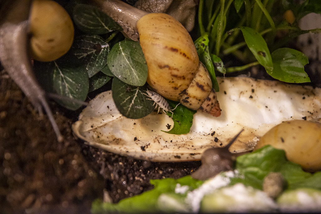 Lissachatina iredalei Zanzibar & Dairy cow ispods 202205