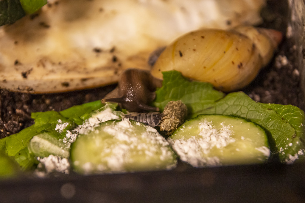 Lissachatina iredalei Zanzibar & Dairy cow ispods 202205