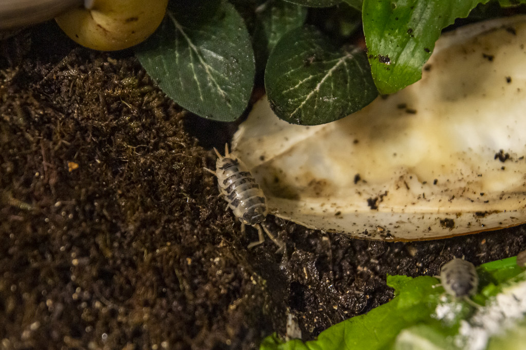 Lissachatina iredalei Zanzibar & Dairy cow ispods 202205