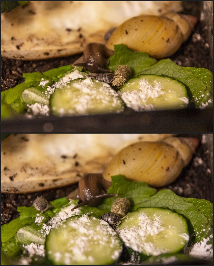 Lissachatina iredalei Zanzibar & Dairy cow ispods 202205