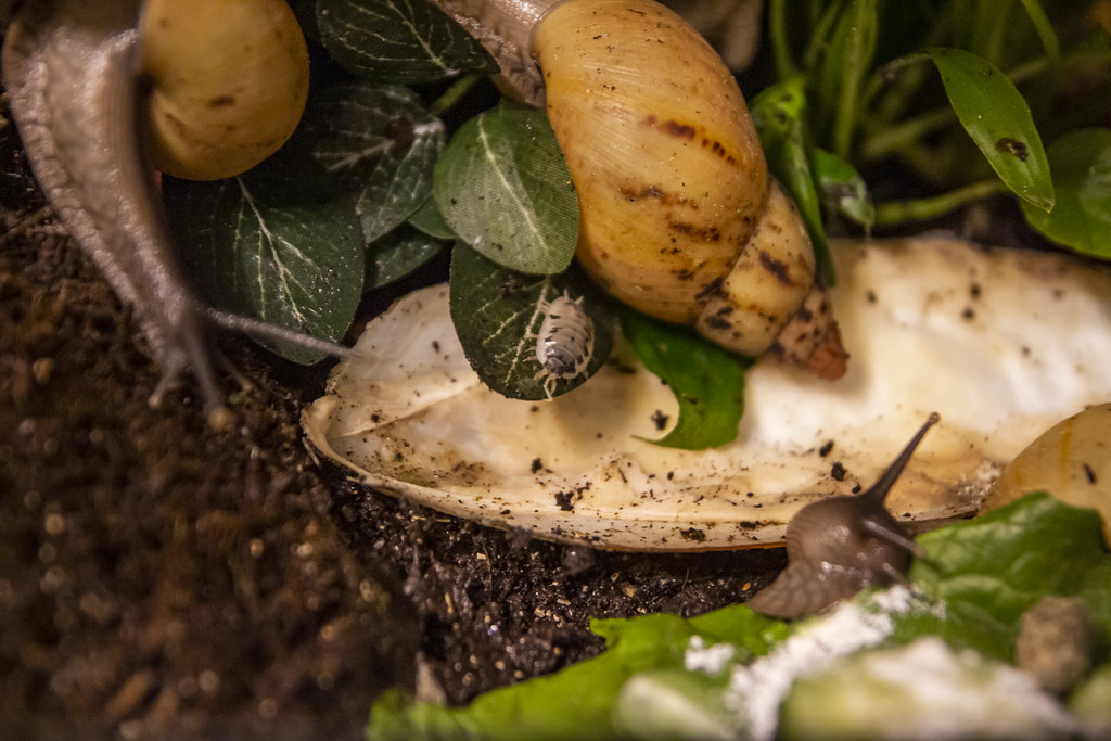 Lissachatina iredalei Zanzibar & Dairy cow ispods 202205