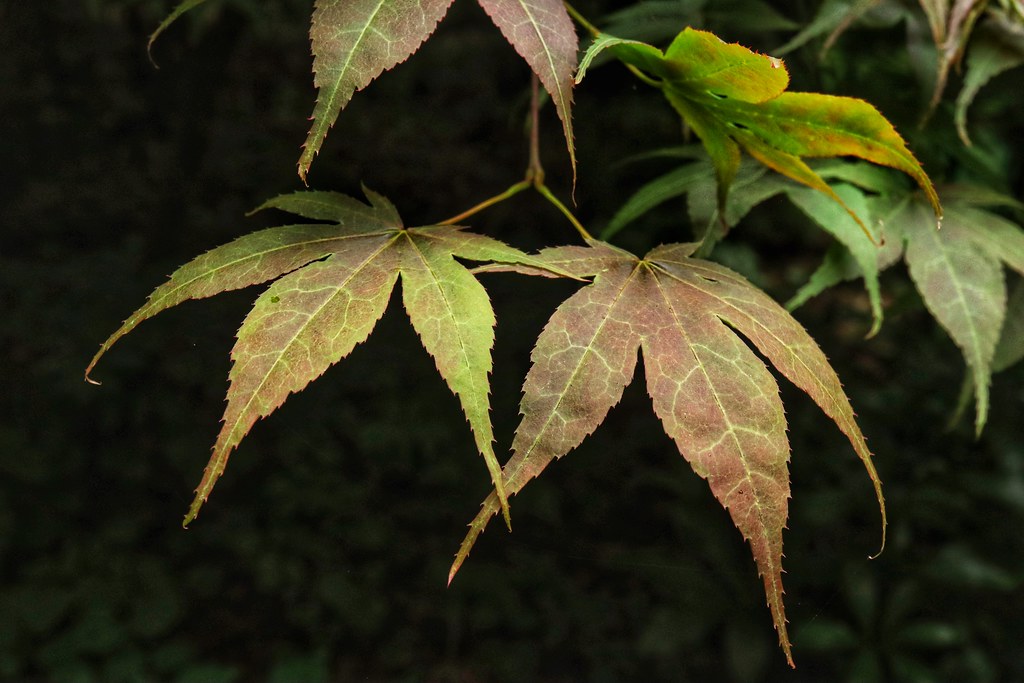 Acer leaves at Cluny House Gardens, Perthshire Fiona Drummond Flickr