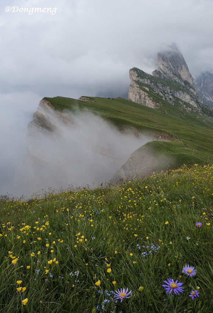 Seceda Wild flowers blooming in June and July Dongmeng Zhu Flickr
