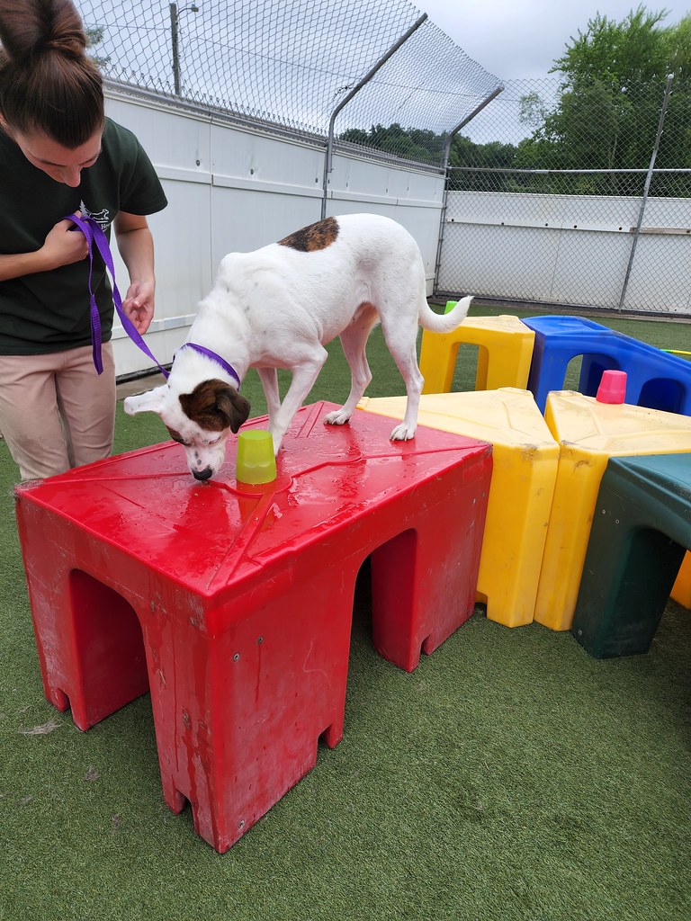 20220801_131116 Holiday House Pet Resort and Training Center Flickr