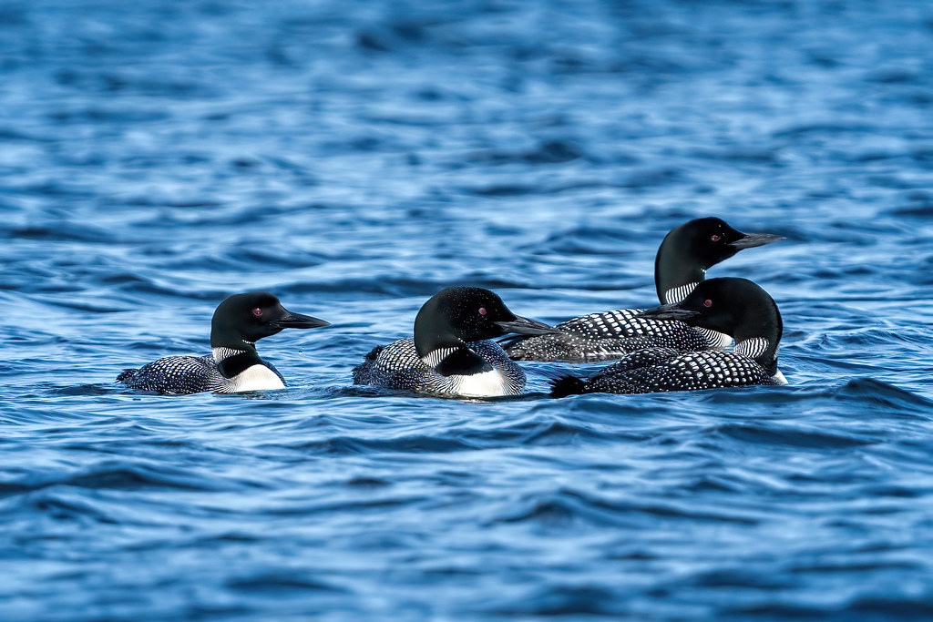 The Loonies Four loons together on Damariscotta Lake, Main